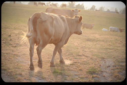 WEB Drought Cow California
