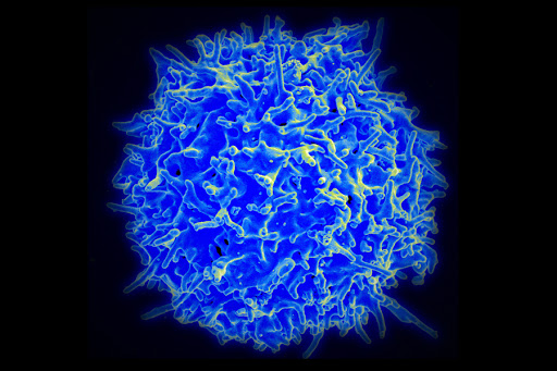 Stunning Adult Stem Cell Developments Evoke Hope Caution NIAID