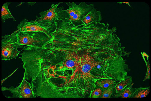 Why Easy Stem Cells Raise Hard Ethical Questions Zeiss Microscopy