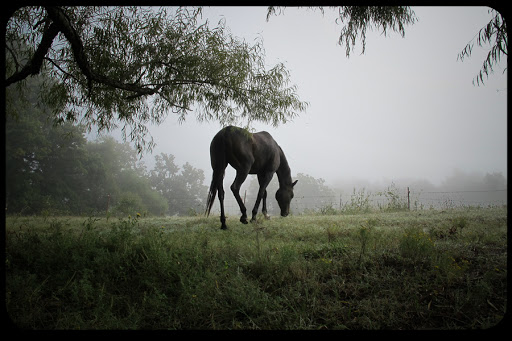 WEB Black Horse in Field 002