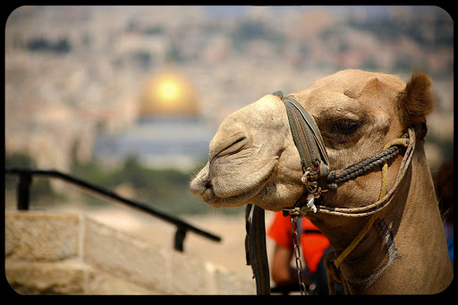 WEB Camel in Jerusalem 001