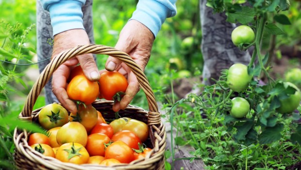 Close up of gardener harvesting tomatoes