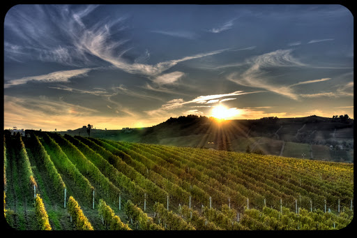 WEB-Vineyard-Sunset-Emilio-Dellepiane-CC