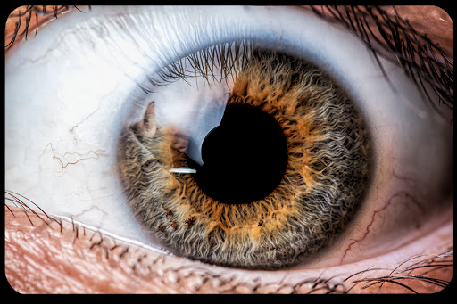 WEB-Eye-Close-Up-Riccardo-Meneghini-CC