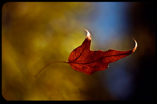 WEB-Autumn-Leaves-Jesse-Kruger-CC