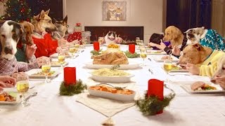 Pets at Christmas Dinner