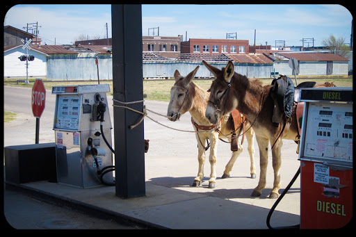 WEB-Donkey-Mule-Gas-Station&#8211;peggydavis66-CC