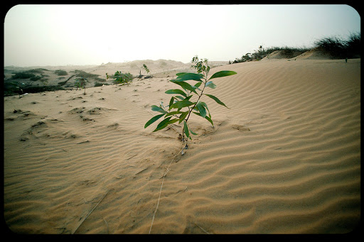 WEB-PLANT-DESERT-SAND-UN-Photo-John-Isaac-CC