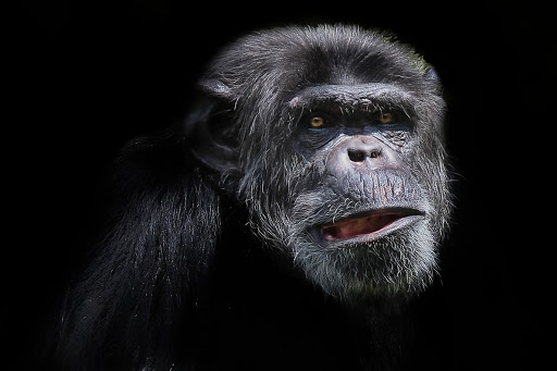 A chimpanzee grimacing