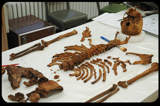 Skeleton unearthed at Jamestown, Virginia