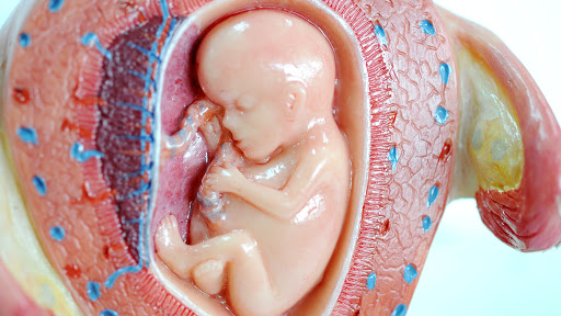Close up to fetus human model