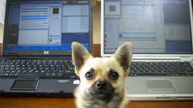 WEB-DOG-COMPUTER-FACE-LAPTOP-Walter-Rumsby-CC
