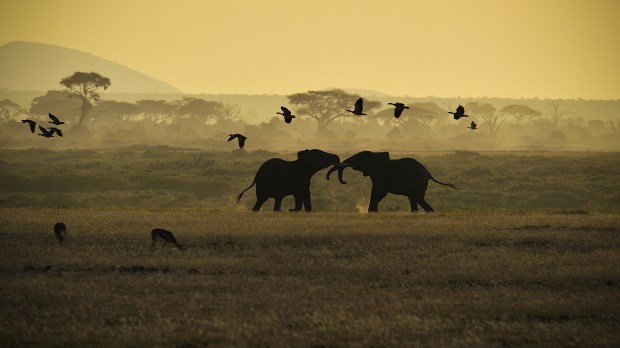 Elephants in Amboseli National Park, Kenya, East Africa