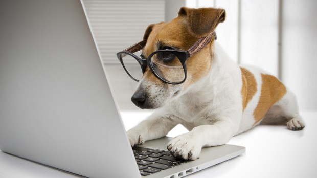 WEB-DOG-GLASSES-COMPUTER-Fly_dragonfly-Shutterstock_211047988