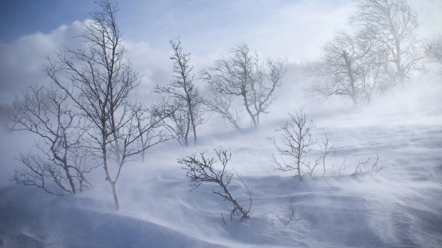 web-snow-day-wind-trees-randi-hausken-cc