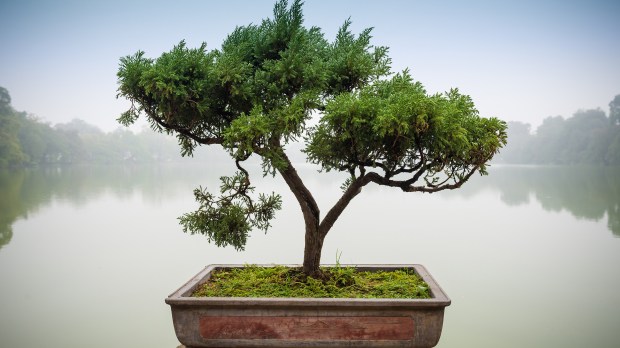 web-bonsai-tree-water-peace-panom-shutterstock_141669802.jpg