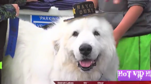 dog mayor wow