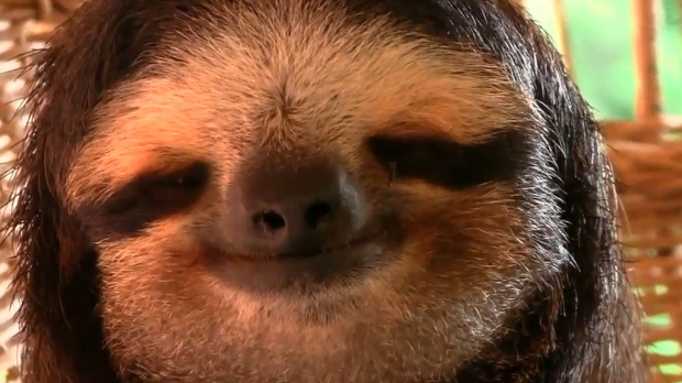 sloth poll