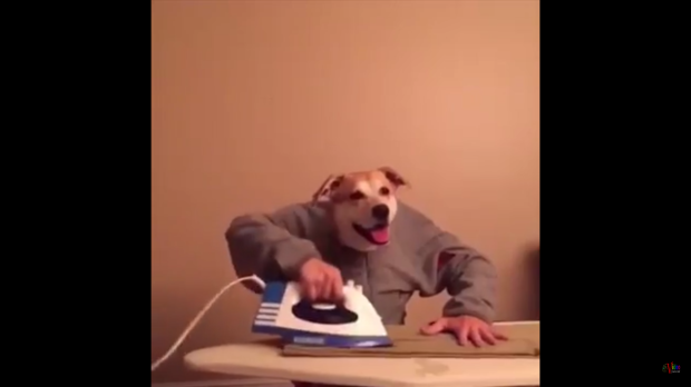 happy-dog-youtube