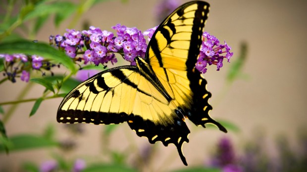 web-yellow-monarch-butterfly-michael-wallace-cc