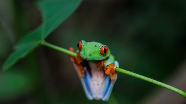NICARAGUA-ENVIRONMENT-FROGS