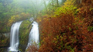 web-autumn-creek-leaves-forest-ian-sane-cc