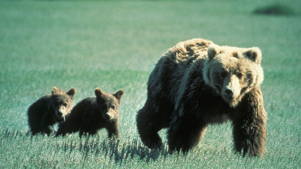 web-bears-cubs-attack-run-skeeze-pd