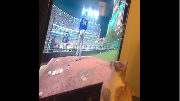 cubs-and-cat