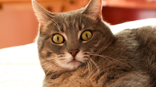 web-cat-suprised-shocked-jennifer-cc