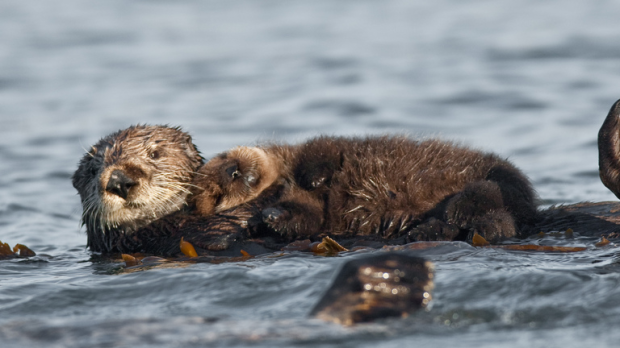 web-otters-clinging-swim-mikebaird-cc