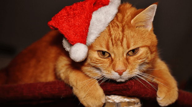 web-christmas-cat-grumpy-pd