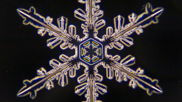 web-snowflake-005-jasper-nance-cc