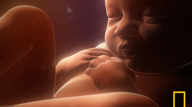 web-in-the-womb-national-geographic-film-national-geographic