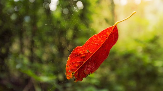 web-leaf-caught-spider-web-chalermpon-poungpeth-shutterstock