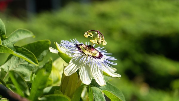 Lent blooms passion flower
