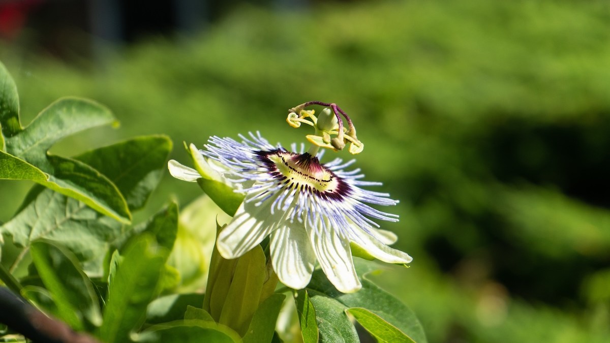 Lent blooms passion flower