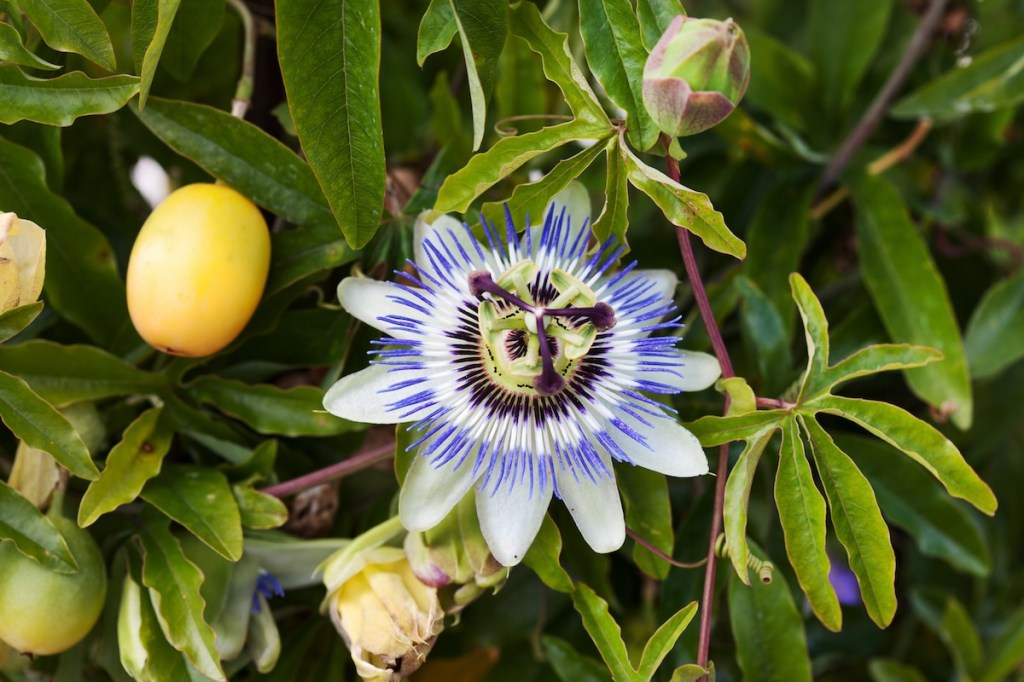 passion flower with fruit