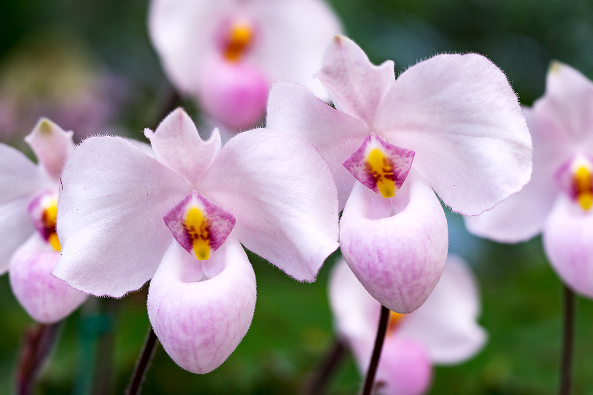 web-flower-orchid-shutterstock_563751535