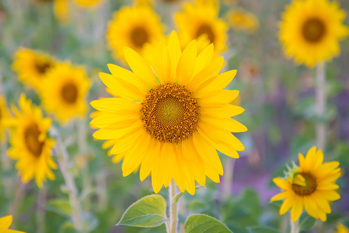 web-flower-sunflower-shutterstock_556198003