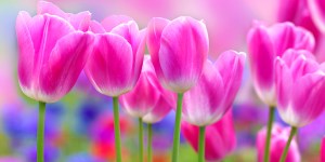 6 Flowers (other than roses) that say &#8220;I love you&#8221;
