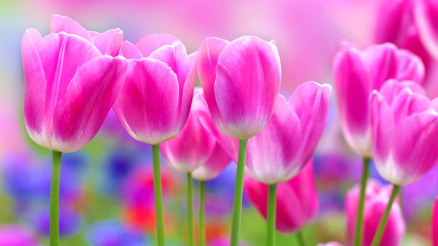 web-flower-tulip-shutterstock_113803318