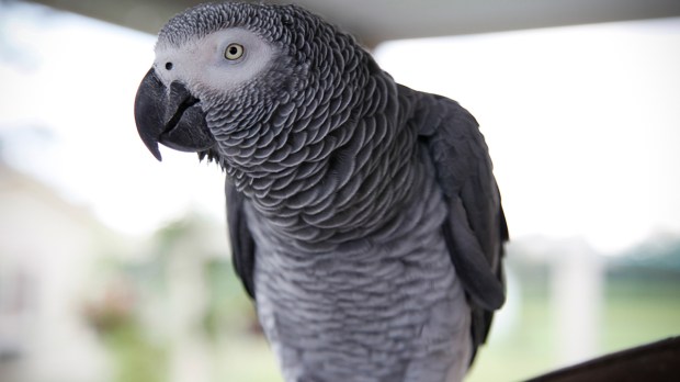 web-african-grey-parrot-keith-allison-cc