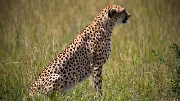 web-cheetah-wildlife-animal-wild-carol-foil-cc