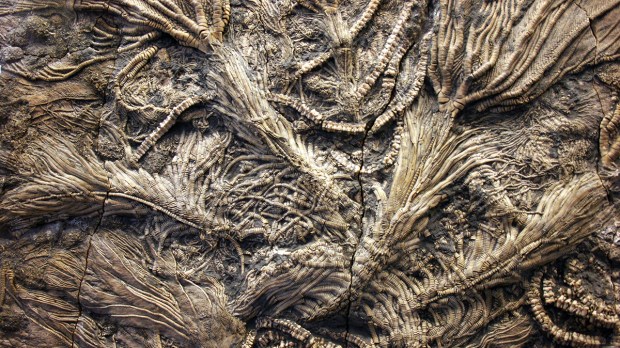 web-fossil-sea-lilly-prehistoric-ancient-kevin-walsh-cc