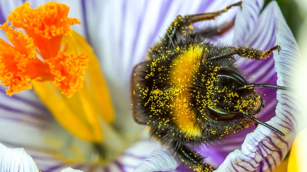 WEB3-BUMBLE-BEE-NATURE-FLOWER-POLLEN&#8211;thatmacroguy-Shutterstock_380889922