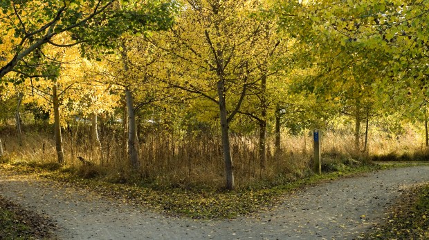 WEB PATH TREE FOREST AUTUMN © Costall &#8211; Shutterstock