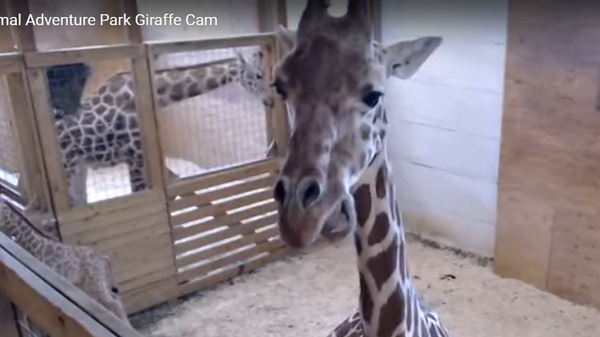 WEB3 APRIL THE GIRAFFE CALF BABY ANIMAL ADVENTURE Animal Adventure Park Youtube