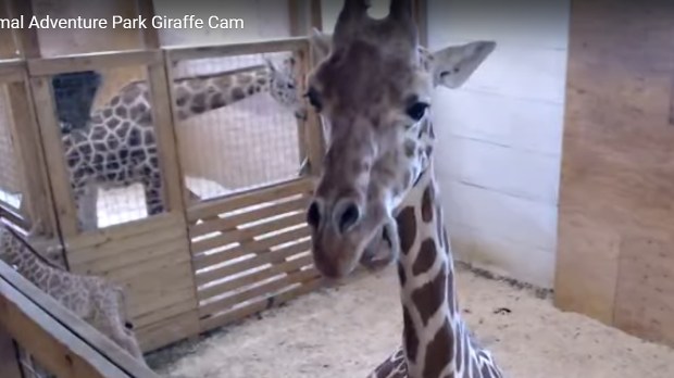 WEB3 APRIL THE GIRAFFE CALF BABY ANIMAL ADVENTURE Animal Adventure Park Youtube