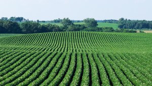 WEB3 FARM FIELD CROP GREEN MPCA Photos CC