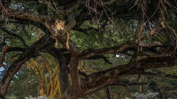 WEB3-FOR-USE-AS-PHOTO-OF-THE-DAY-ONLY-LION-TREE-Deveni-Nishantha-Manjula-All-Rights-Reserved